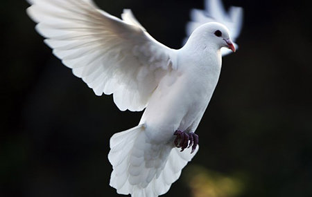 Peace, love and fiberglass doves | The River Reporter