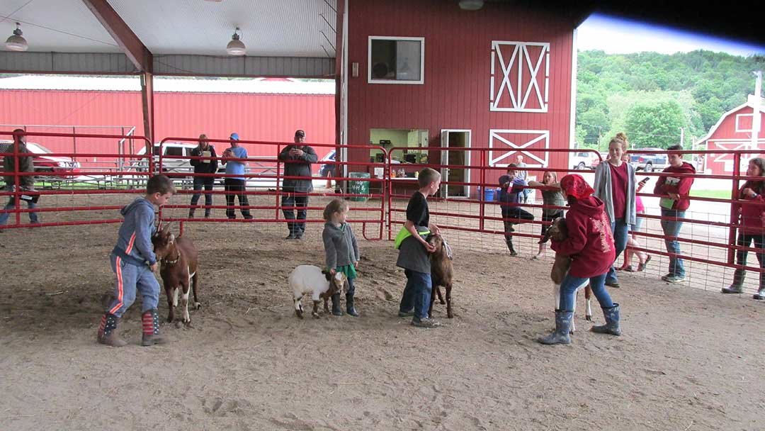4-Hers learn how to present livestock to the judges according to competition etiquette.