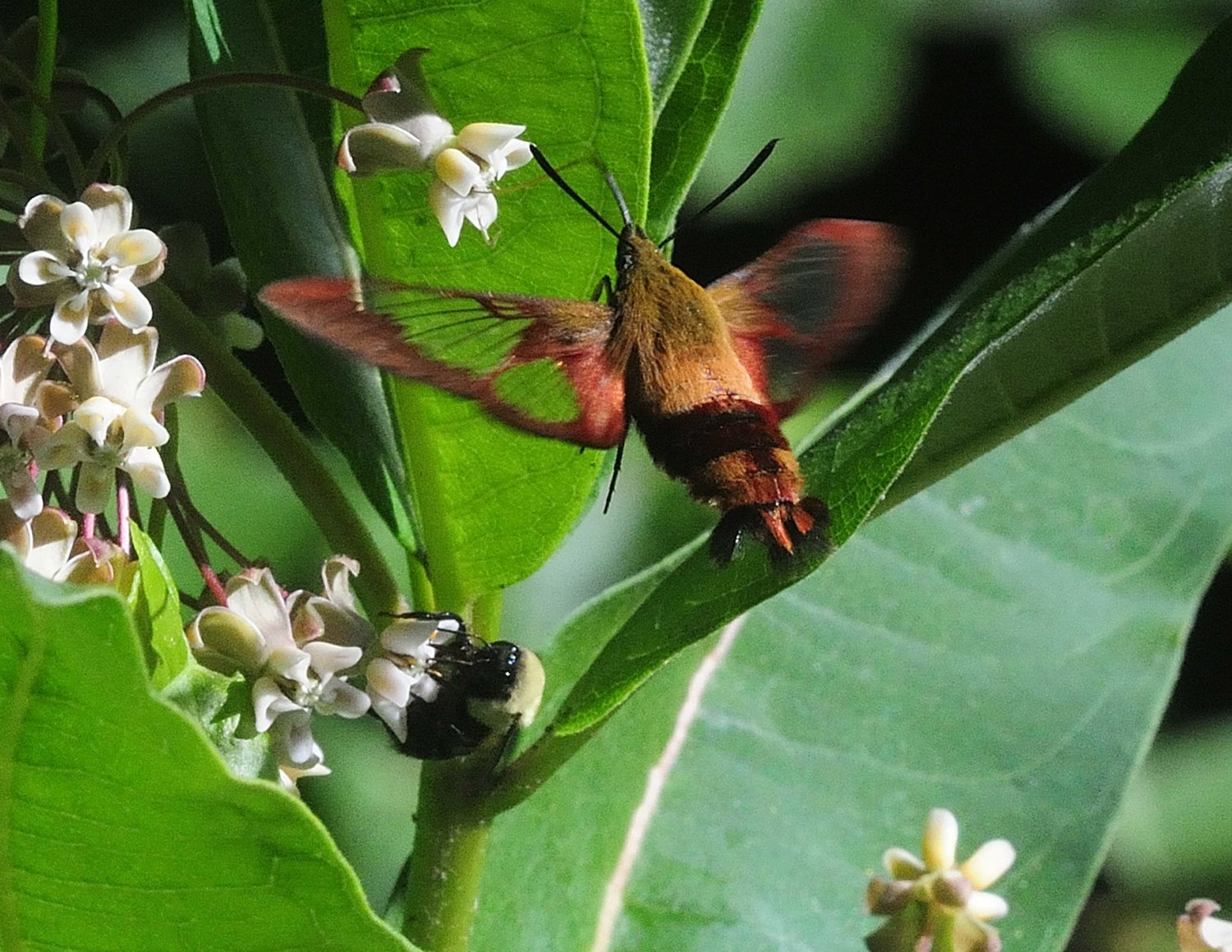 TRR photos by Scott Rando


This hummingbird clearwing moth was found sharing nectar from a milkweed plant. This moth is fascinating to watch as it mimics a ruby-throated hummingbird, hovering near flowers and taking nectar with its long proboscis while in flight. Even its wing beat frequency is similar, with 85 Hz (cycles per second) for the moth vs. 60-80 Hz for the hummingbird.