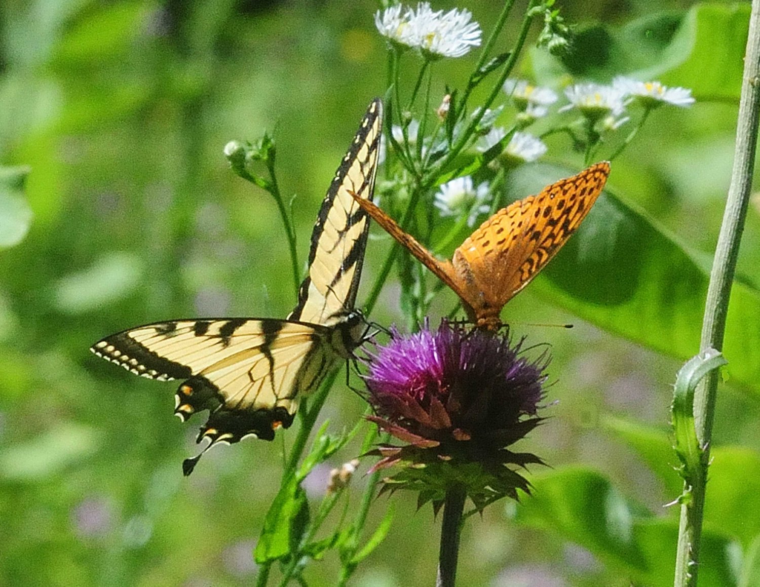 Along the same trail, a tiger swallowtail was found sharing space on a thistle flower with a great spangled fritillary. Two or more butterflies are frequently seen on the same flower and there is usually no conflict. The various species of fritillaries are orange in color and are frequently mistaken for monarchs from a distance. The fritillary’s flight, however, is faster and more erratic than a monarch butterfly.