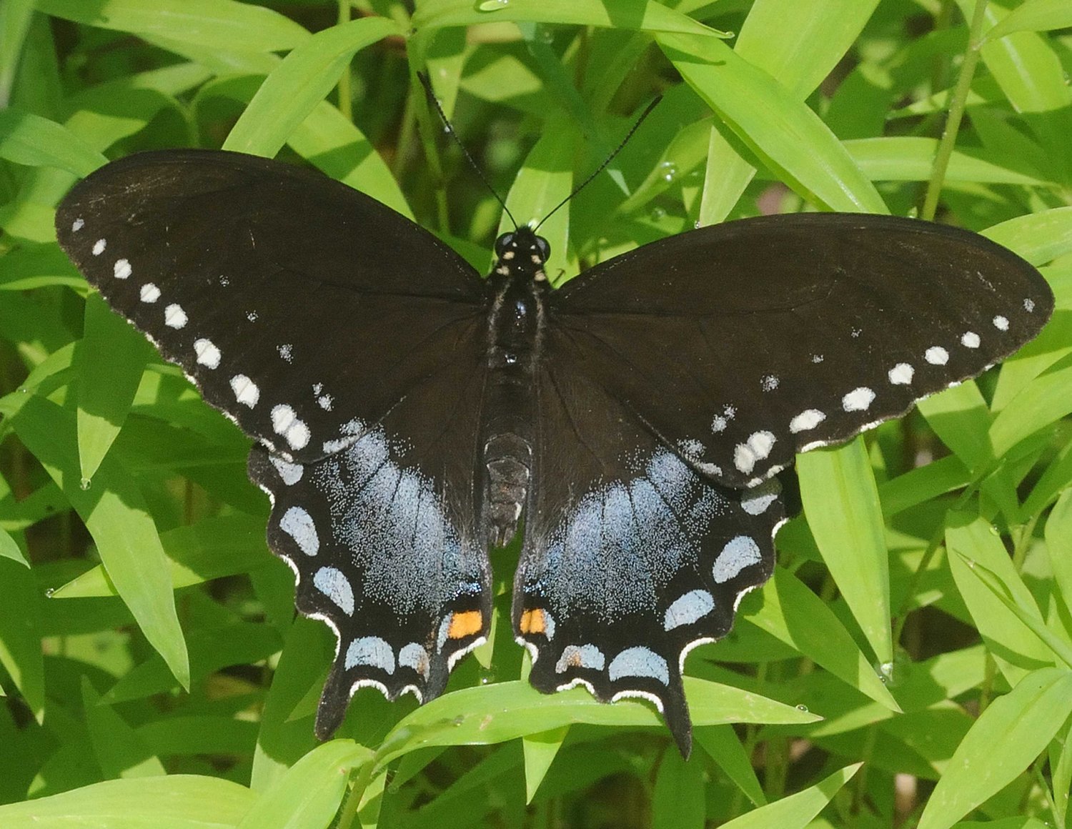 The spicebush swallowtail is frequently found along roads and woodland edges. The larval stage of this species is usually a brilliantly colored caterpillar with false eye patches to scare off predators. Because of its color, the spicebush swallowtail is easily confused with either the black swallowtail or the dark variant of the female tiger swallowtail.