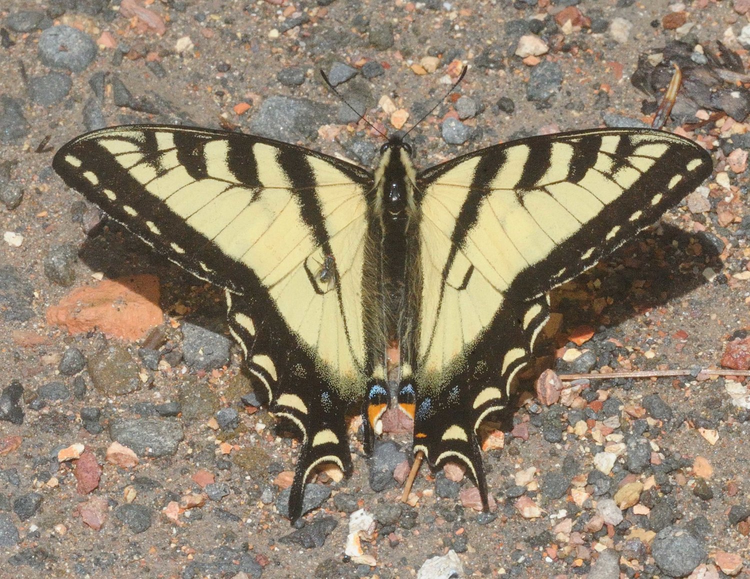 The eastern tiger swallowtail is frequently around gardens, forest edges and parks; it is very common. The female has a light and a dark phase. With the dark-phase female, the “tiger stripes” can sometimes be seen faintly on the forewings as darker bands. This species will feed on milkweed nectar; they are frequently found together with monarchs.
