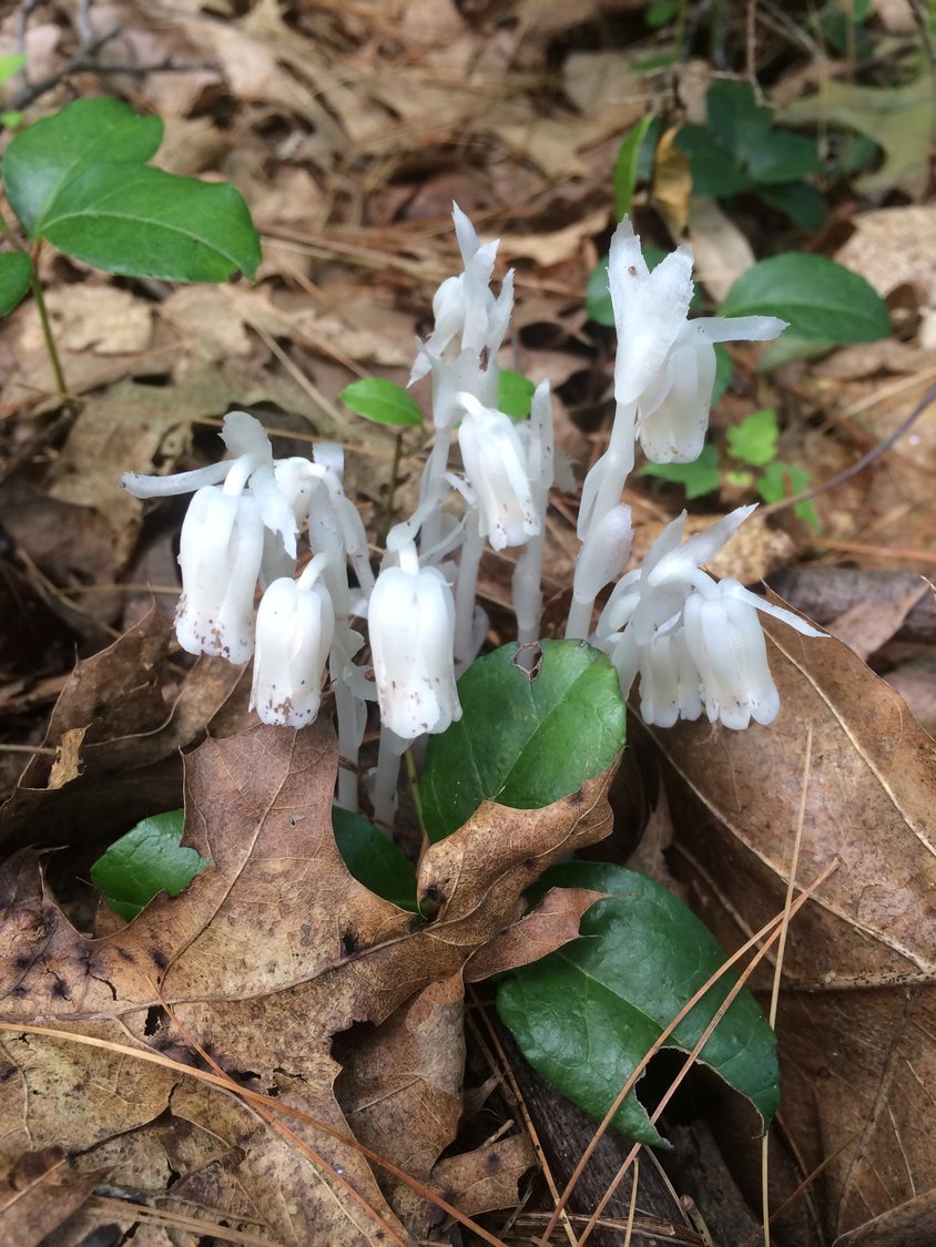 Appreciate the delicate beauty of the white Indian pipe, also known as Ghost Plant, devoid of chlorophyll.