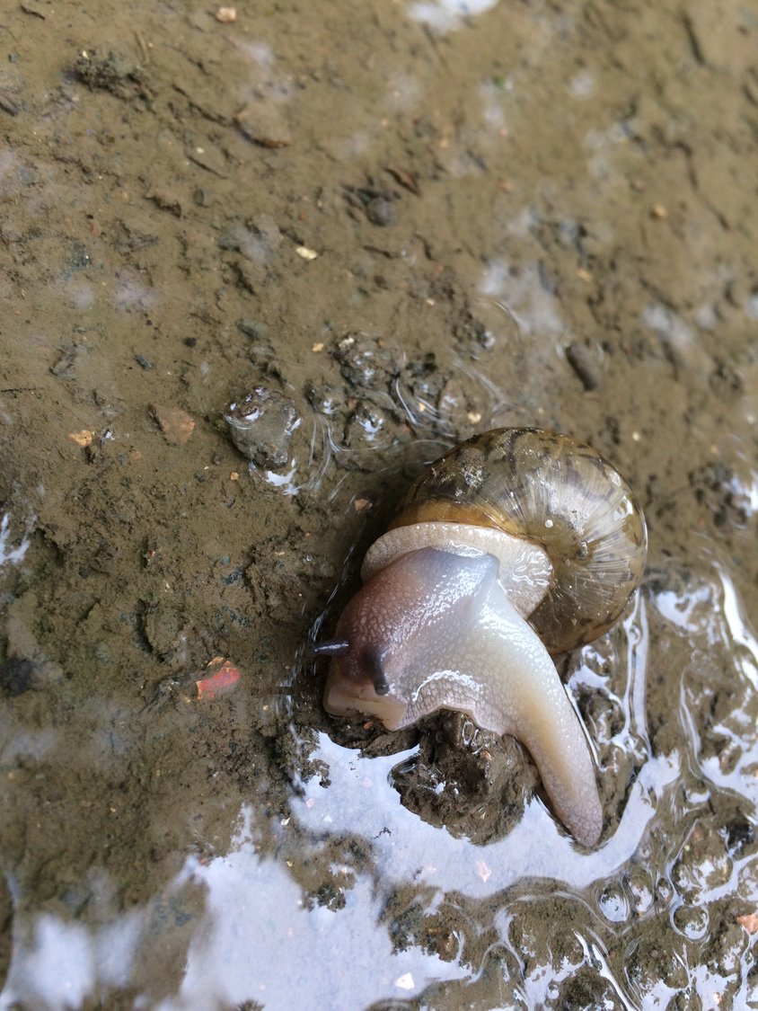 Notice the texture and pale coloration of a snail immersed in a puddle and surrounded by reflected light.