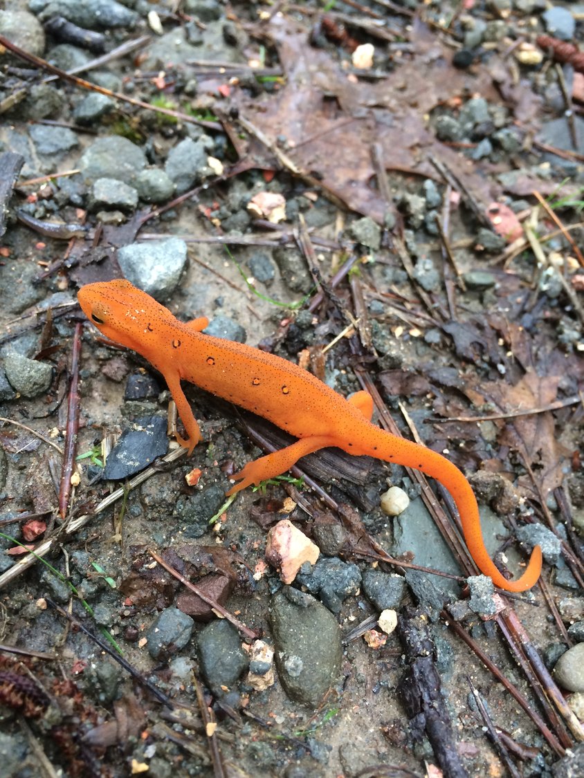 Observe the slow precision of a smooth-skinned red eft salamander laddering along a gritty gravel road.