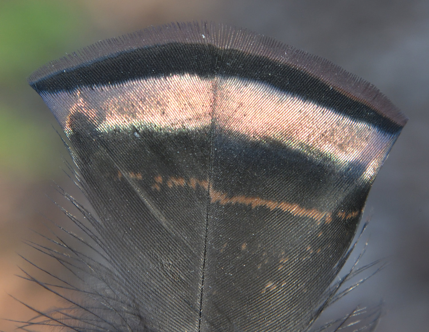 The feather, known as a “flat” because of its flat tip, has a bright bronze-colored band of iridescence near its tip. It is a contour feather from the back. The iridescent part of the feather may not be as striking on overcast days. The angle of the sun may cause the color to appear to be a different shade or vibrance. The bottom part of this feather shaft is largely down; it lies under the tips of other like contour feathers and helps provide insulation against the cold.