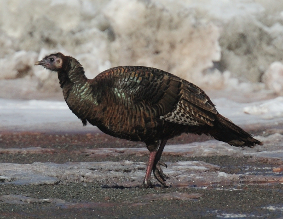 This female turkey is showing off its blue-green and orange plumage. The banding of the primary and secondary flight feathers is visible on the tips of the wings. Turkey wing feathers found on the ground are most frequently misidentified as hawk feathers.
