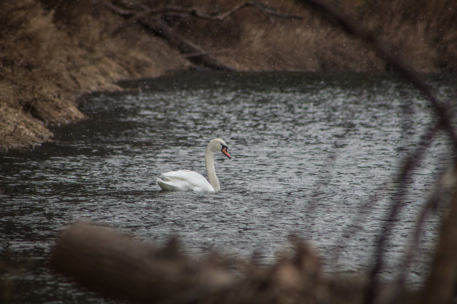 Stalk a swan in January when the weather is below zero? Sure... why not.