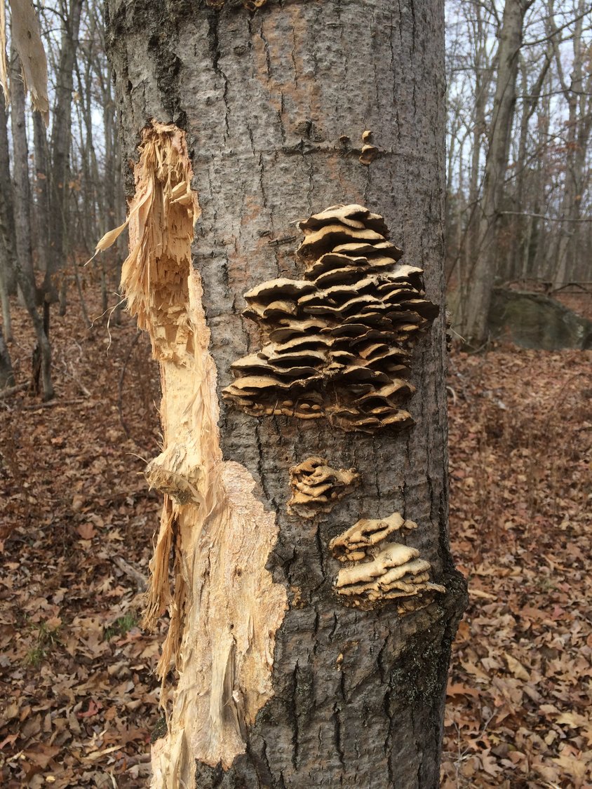 This tree’s story continues to unfold as it hosts fungal organisms and is impacted by the activities of birds and other animals.