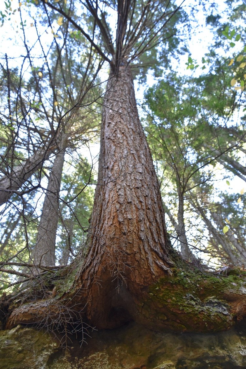 Trees can take on mythic dimensions and offer unusual perspectives. Can you imagine what this tree’s tale might be?