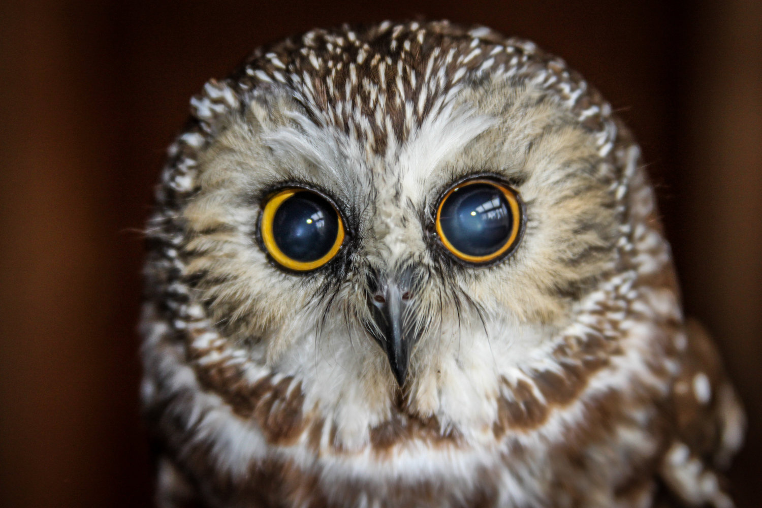 This is a superb owl