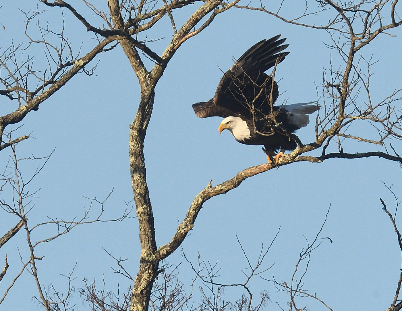 The eagle is now extending its legs, akin to a person trying to jump off the ground. At the same time, its wings are extended for the first wing flap. An eagle needs some horizontal space to take off. (If you see an eagle along a road eating carrion, drive slow; it may not be able to get high enough to clear moving vehicles if it flushes and flies across the road).