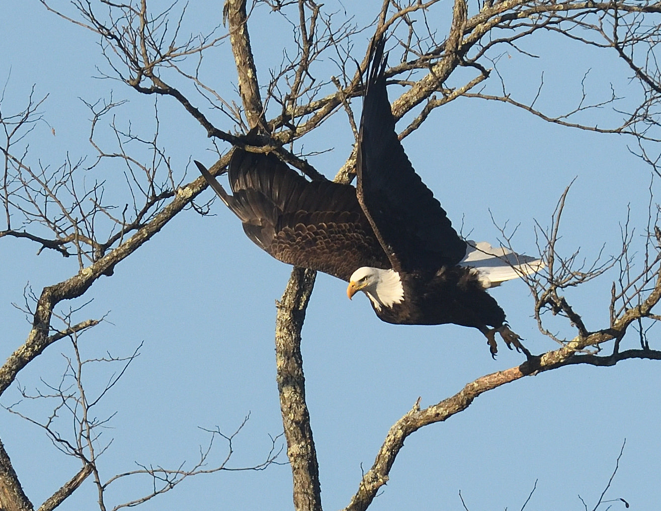 The eagle has now fully vaulted itself off the perch with a powerful push-off with its legs. The wings are at their full upward position and are already a couple hundredths of a second into the first powerful down stroke.