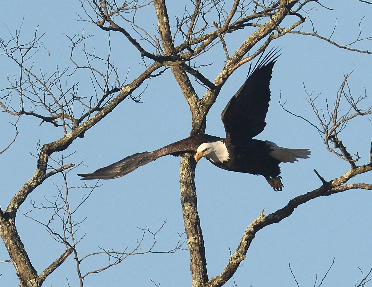 About a tenth of a second later, the eagle is more than halfway through the first down-stroke of its wings. Notice that the leading edge of the wings are pitched slightly towards the ground. This provides the eagle with additional forward thrust and lift so that the eagle remains airborne.