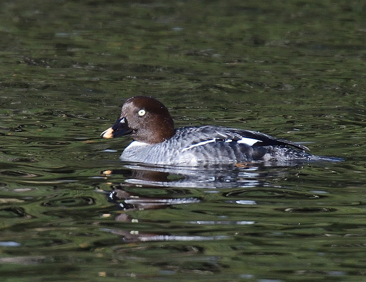 This female common goldeneye is a duck species only seen here during the winter. They breed up in the Northern U.S. and Canada come spring and summer. Like the common merganser and bufflehead, males have black and white plumage; the head shows some iridescent green at times in the sun. Goldeneyes feed mainly on invertebrates found on the bottom of bodies of water.