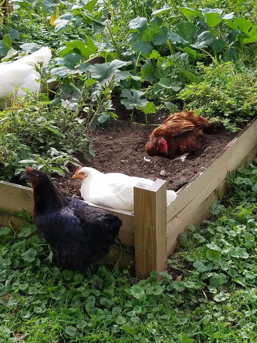 Although they can be both a nuisance and a blessing, I look forward to seeing my chickens out and about scratching through the fresh soil—hopefully not in my garden boxes like years past…
