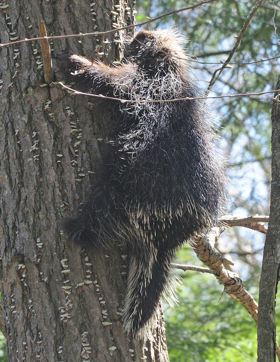 Porcupines can be found wherever there are trees and vegetation for them to eat. They may climb trees to escape danger or just to forage on sprigs or bark. Contrary to folklore, a porcupine cannot “throw” its quills at an attacker; a would-be predator gets quilled by making physical contact with a porcupine—a good reason to practice social distancing.