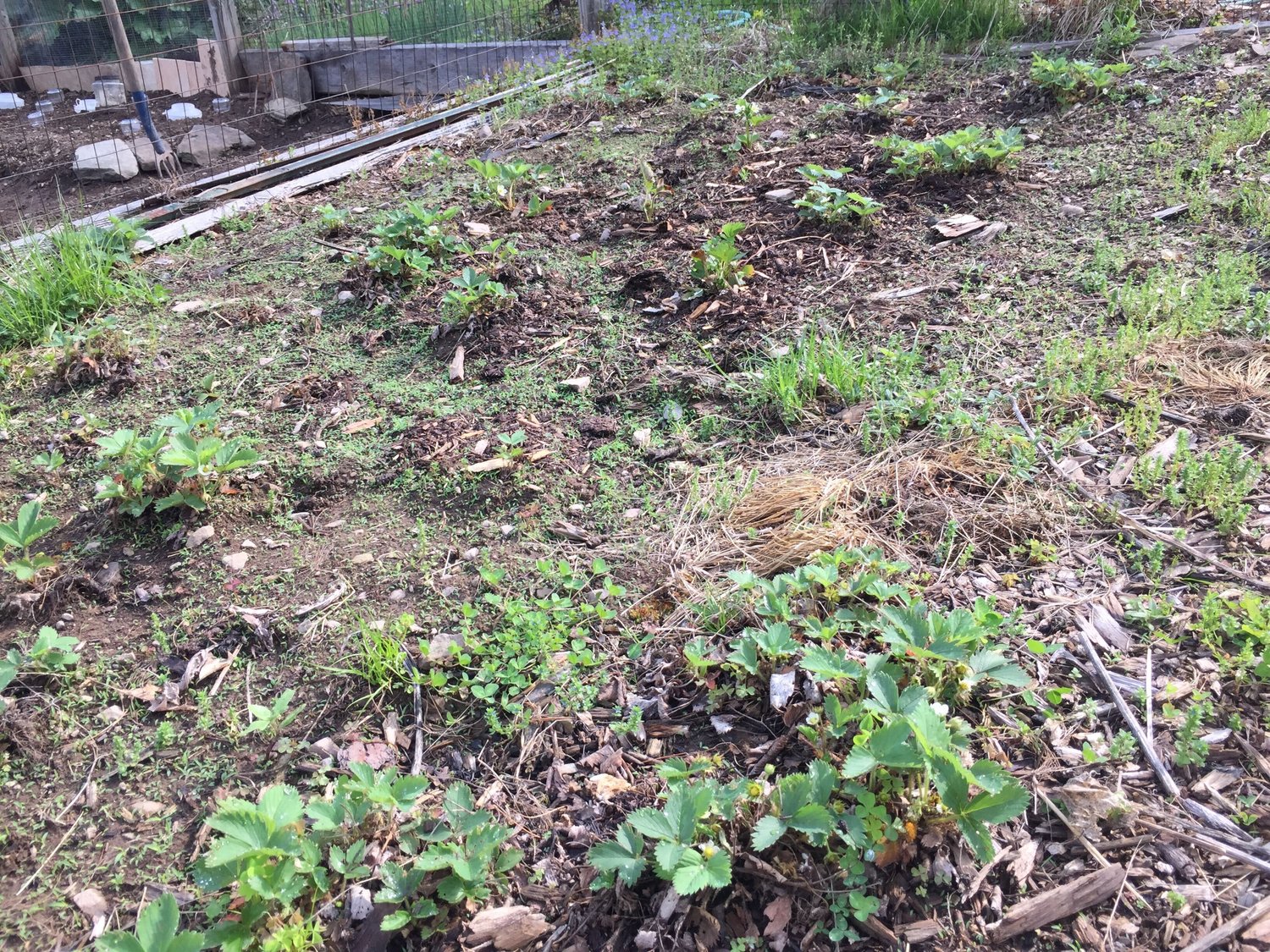 This is the old strawberry patch. These are everbearing plants that came from my stepson's farm in Ohio. The berries are fragile and, mostly, were eaten in the field. I have moved some of the new berries into the empty spaces. It too will be born again.