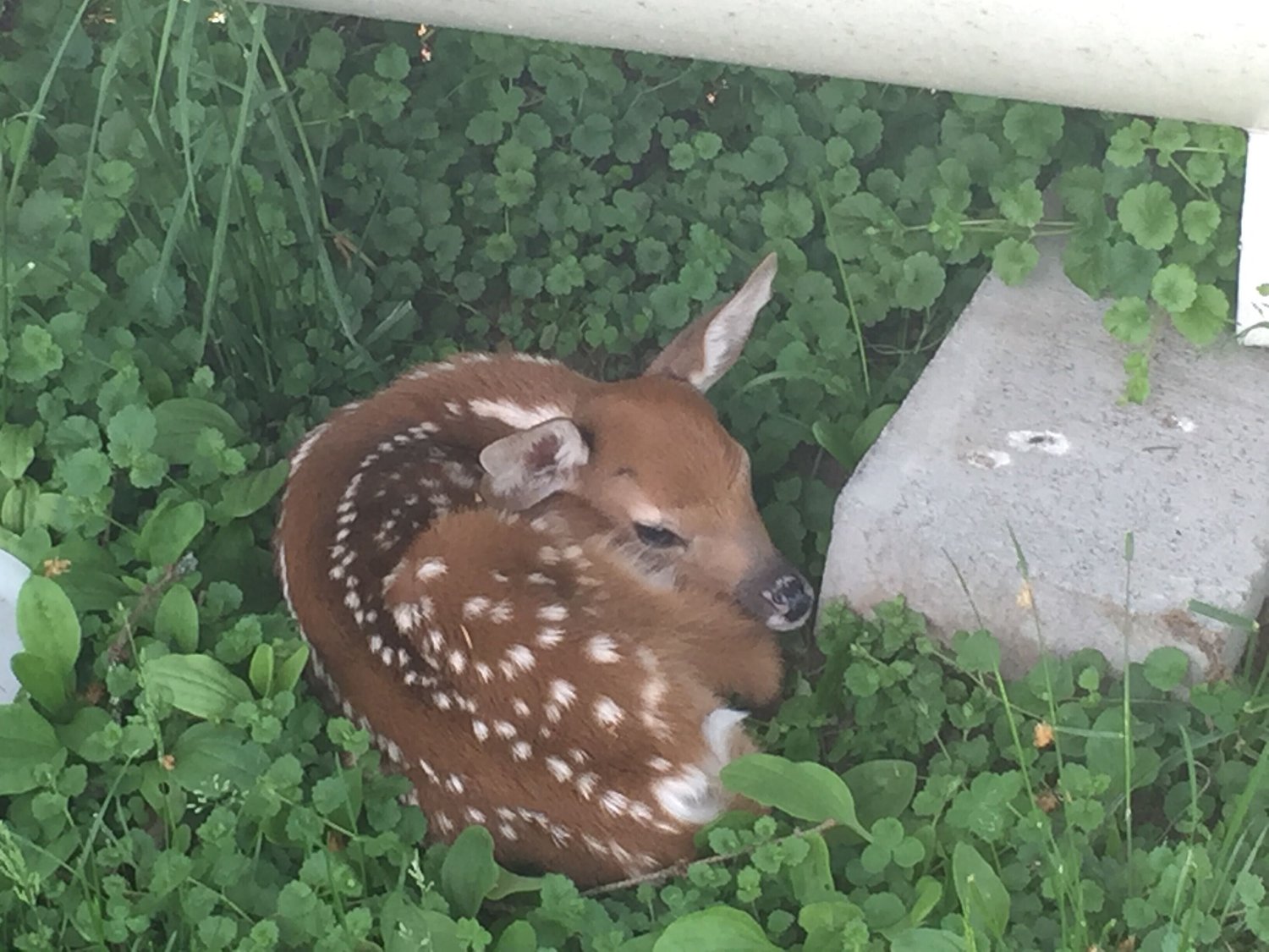 According to Dot Foster, who lives on the corner of Erie Avenue and School Street in Narrowsburg, NY, this fawn was born on Monday night, May 25 under her propane gas tank. This picture was taken on Tuesday afternoon. By Wednesday a.m., the fawn was no longer there.