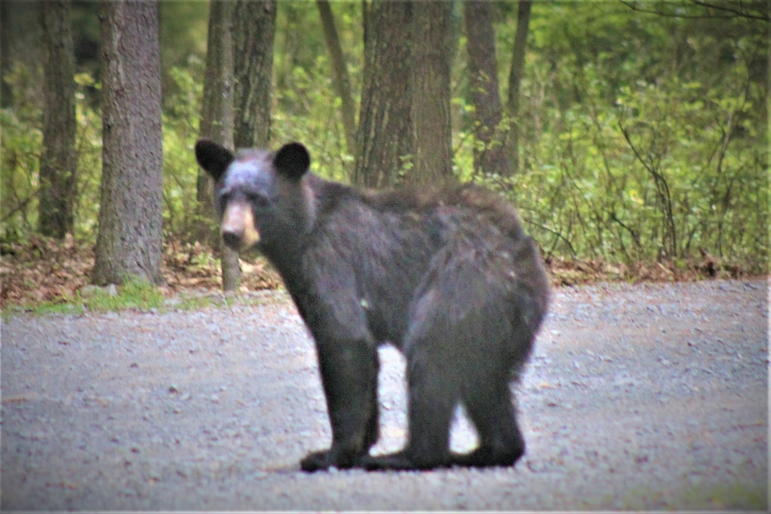 Black bears like this youngster are attracted by trash and can then quickly become a nuisance or worse. Problems can be avoided with simple actions taken by humans.