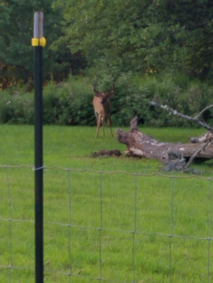 Unconcerned with my proximity, this buck enjoys premature apples that have fallen in my yard