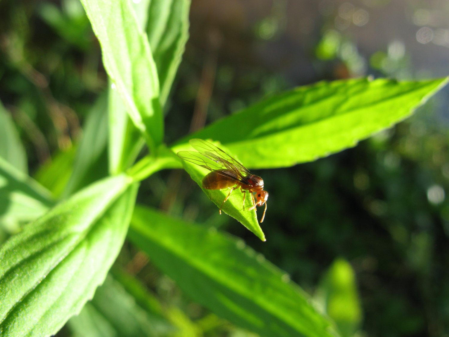 A cinnamon flying ant.