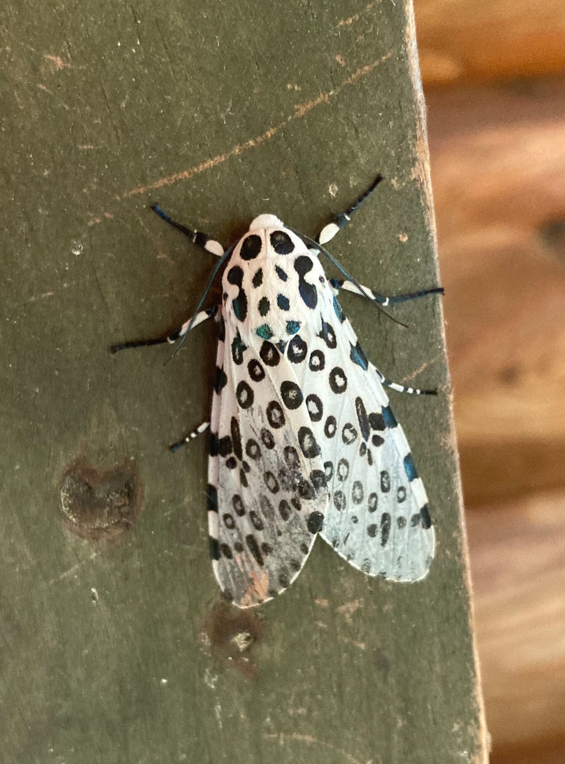 The giant leopard moth is the largest of the eastern tiger moths. Its bright white wings are spotted with patterned black and iridescent blue dots making it easy to identify.