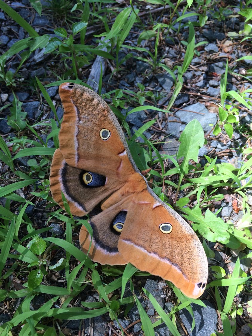 The polyphemus moth derives its name from the Greek myth of the cyclops Polyphemus (son of Poseidon and Thoosa)—a man-eating giant whose single eye was blinded by Odysseus in an act of vengeance. It is typically tan in color, with an average wingspan of six inches. One of its most effective defense mechanisms is the presence of large eyespots set within a pattern resembling that found on the head of the great horned owl. This silk moth is a member of the family Saturniidae, which contains approximately 1,300 species. Its lifespan is a brief one-to-two-weeks. It will never eat, due to undeveloped mouth parts.