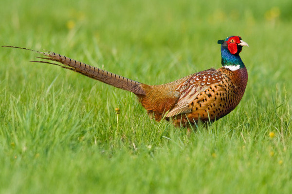 The DEC is accepting applications for sponsored pheasant hunts.