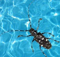 Pest in the pool: the Asian longhorned beetle..