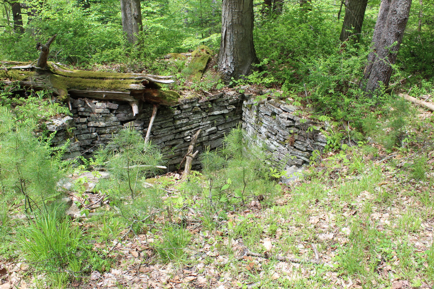 Old foundations are scattered throughout the region. Was this small space an old root cellar?