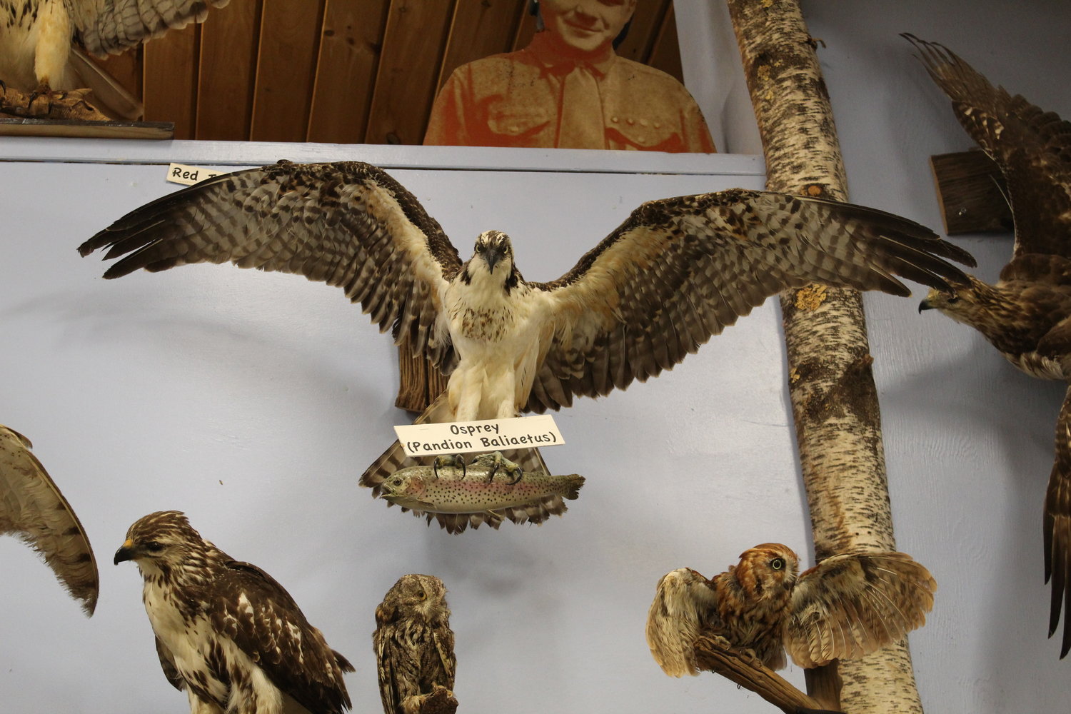 An osprey supervises the goings-on at the Ten Mile River Scout Museum.