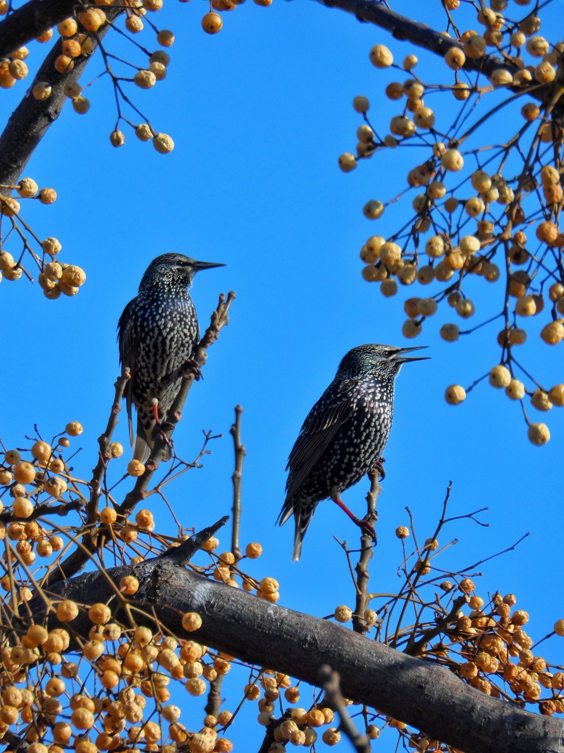 Starlings are an invasive species that brings ruin to many aspects of farming.