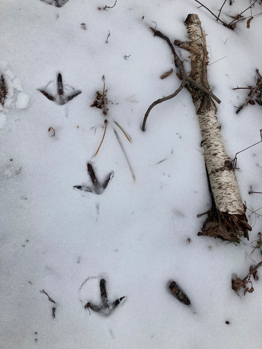 These tracks left by a solitary wild turkey indicate that it was on a leisurely stroll along the forested trail we followed through Pennsylvania State Game Lands recently.