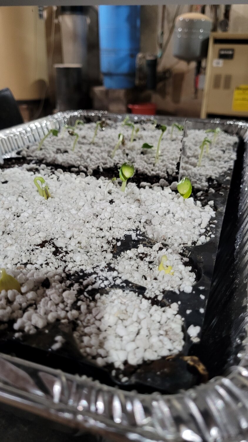Some seedlings will be ready for transplanting soon enough.